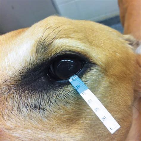 schirmer tear test canine|schirmer tear test results.